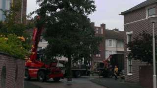 Rooien van een elzen boom in Bergen op Zoom